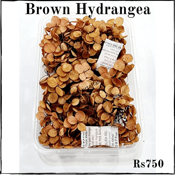 Brown Hydrangea