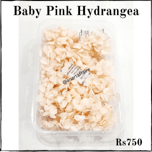 Baby Pink Hydrangea