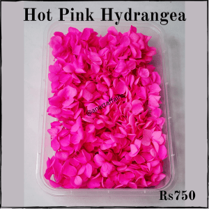 Hot Pink Hydrangea